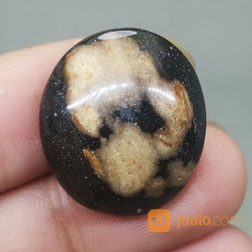 Batu Fosil Galih Kelor Asli