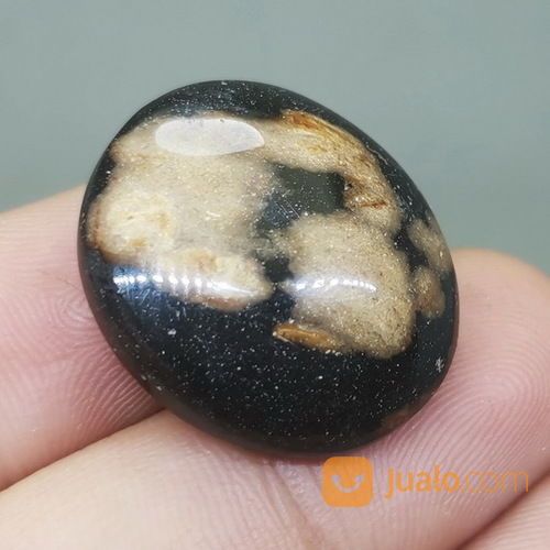 Batu Fosil Galih Kelor Asli