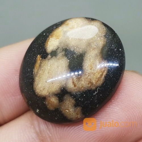 Batu Fosil Galih Kelor Asli