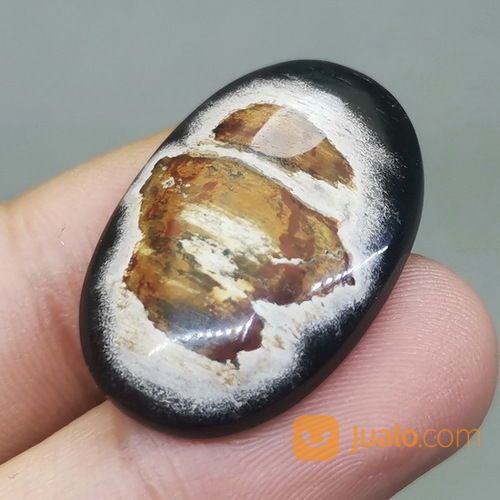 Batu Fosil Galih Kelor Hitam Coklat Asli