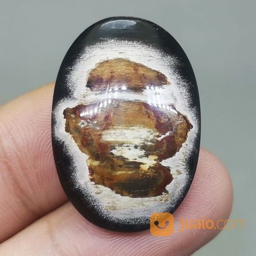 Batu Fosil Galih Kelor Hitam Coklat Asli