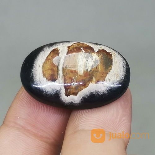 Batu Fosil Galih Kelor Hitam Coklat Asli