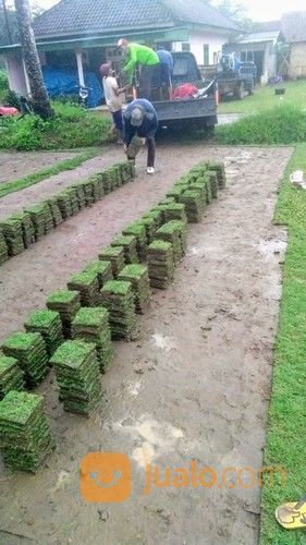 Beli Rumput Jepang Di Jogja Rumput Jepang Yogyakarta