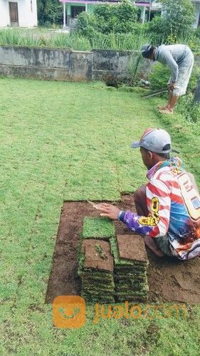 Beli Rumput Jepang Di Jogja Rumput Jepang Yogyakarta
