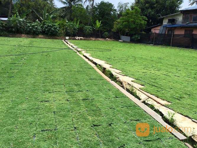 Beli Rumput Jepang Di Jogja Rumput Jepang Yogyakarta