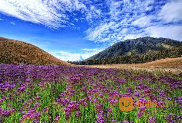 Open Trip Bromo Dan Museum Angkut