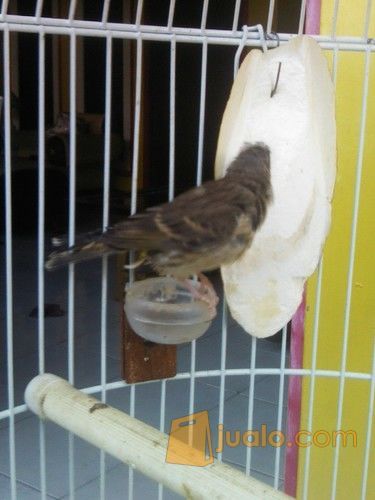 anakan burung blackthroat boswana murah