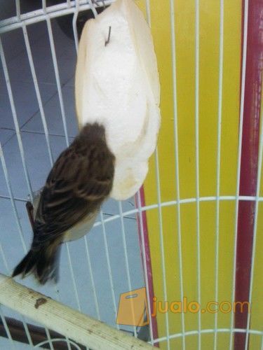anakan burung blackthroat boswana murah