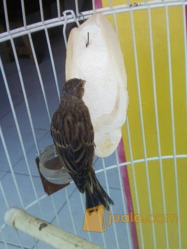 anakan burung blackthroat boswana murah