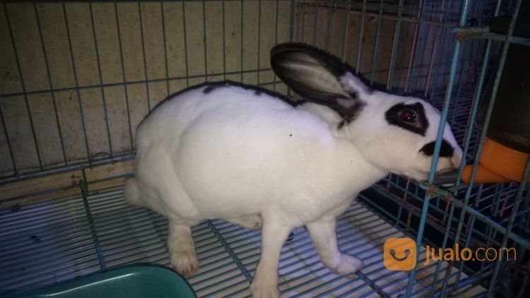 Kelinci Rex Indukan Betina