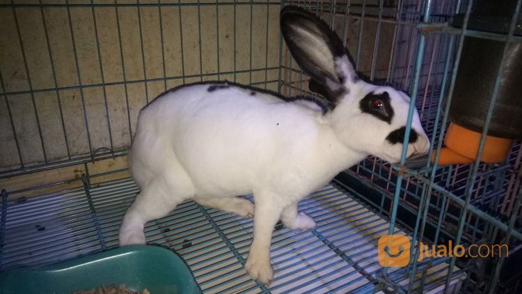 Kelinci Rex Indukan Betina