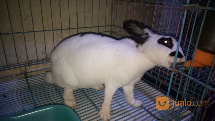 Kelinci Rex Indukan Betina