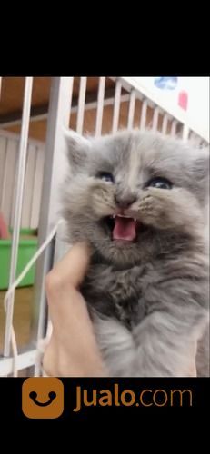 Anakan Kucing Persia Umur 2bulan