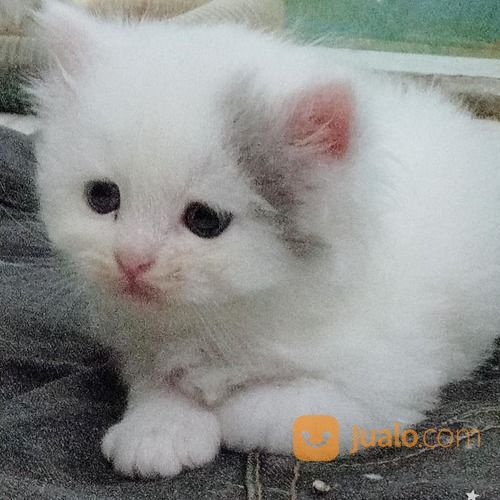 Anakan Kucing Persia Umur 2bulan