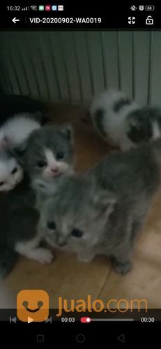 Anakan Kucing Persia Umur 2bulan