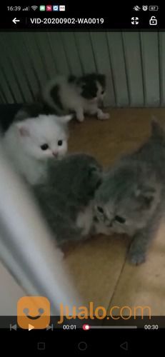 Anakan Kucing Persia Umur 2bulan
