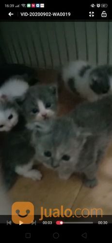 Anakan Kucing Persia Umur 2bulan