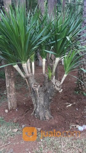 Pohon Pandan Bali Unik Bercabang