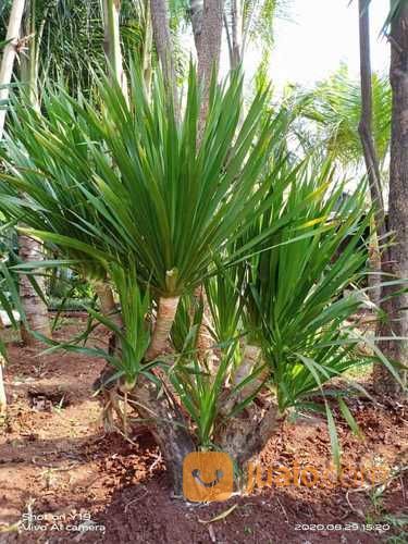 Pohon Pandan Bali Unik Bercabang