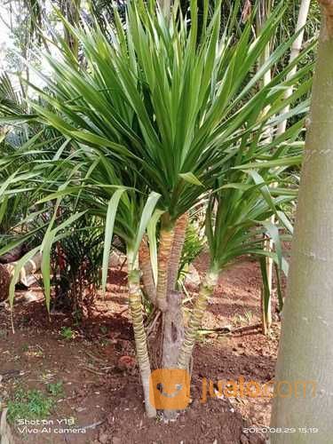Pohon Pandan Bali Unik Bercabang
