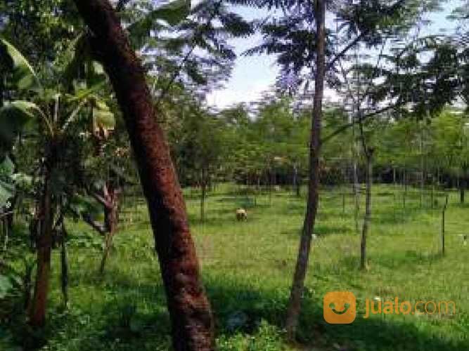 POM BENSIN AKTIF Dengan KEBON Di CARIU JONGGOL Bogor