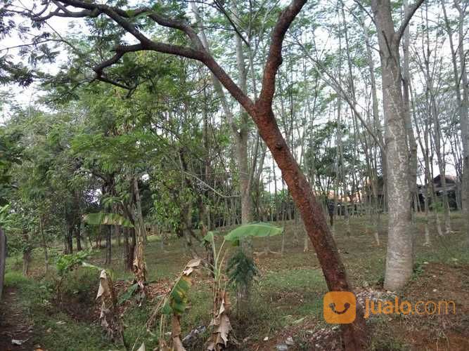 POM BENSIN AKTIF Dengan KEBON Di CARIU JONGGOL Bogor