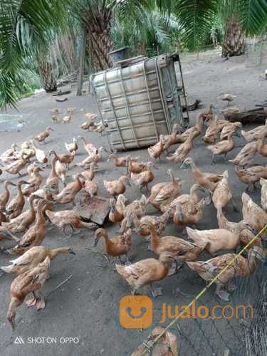 Bebek Petelur Betina Dewasa