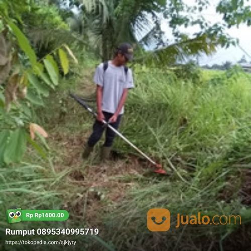 Jasa Potong Rumput Bogor Wa 081903627999