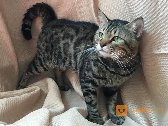 Kucing Bengal Abu-Abu Jantan