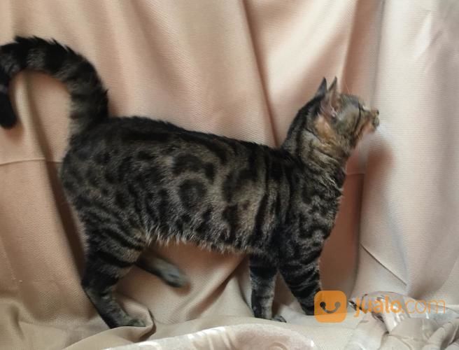 Kucing Bengal Abu-Abu Jantan