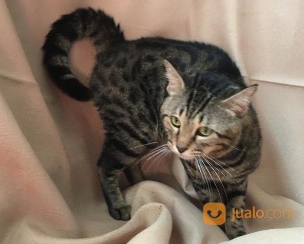 Kucing Bengal Abu-Abu Jantan