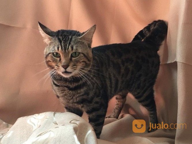 Kucing Bengal Abu-Abu Jantan
