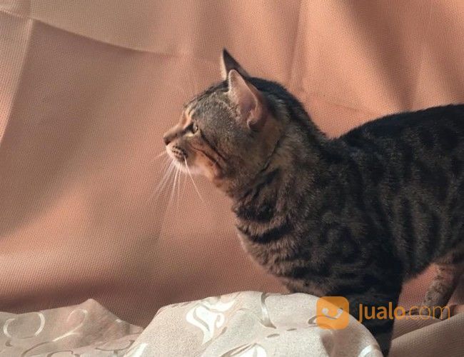Kucing Bengal Abu-Abu Jantan