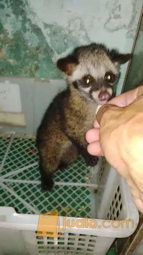 anakan musang pandan
