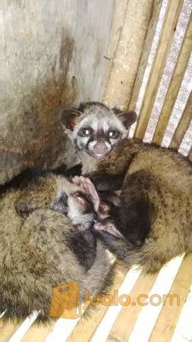 anakan musang pandan