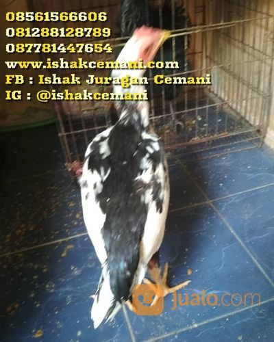 Ayam Tulak Jantan Remaja Mantap Murah Harganya