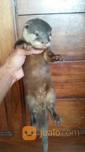 Otter Dewasa Siap Kawin