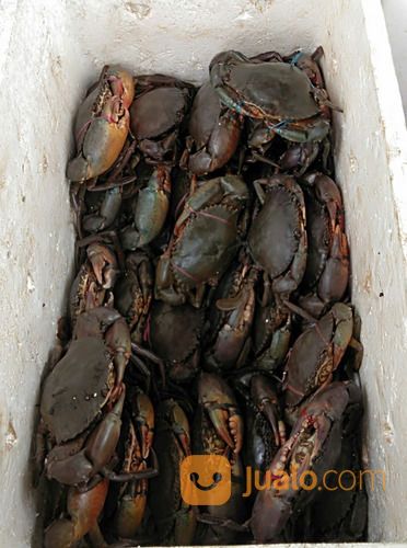 Kepiting Bakau Segar