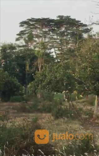 Golf View Kavling Senja Sentosa, The Taman Dayu Ciputra, Pandaan Pasuruan