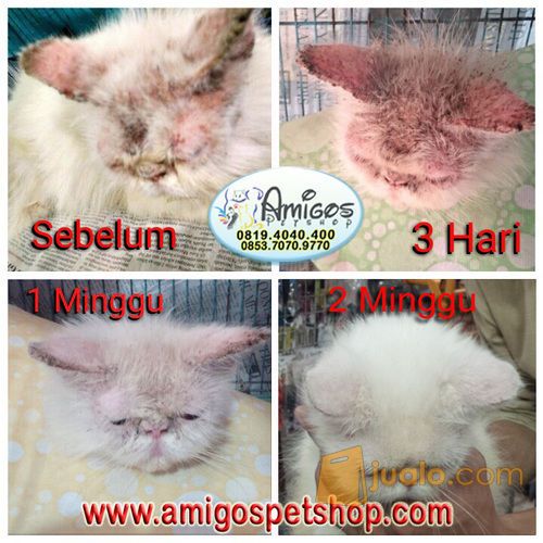 Obat jamur, kurap, demodex, scabbies, kutu, luka, Ring Worm, Borok, Kutu - Amigos Petshop Mksr
