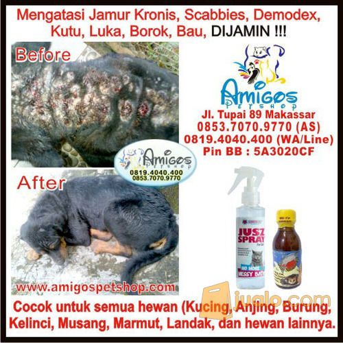 Obat jamur, kurap, demodex, scabbies, kutu, luka, Ring Worm, Borok, Kutu - Amigos Petshop Mksr