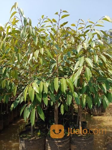 Bibit Durian Bawor Tinggi 1Meter UP.