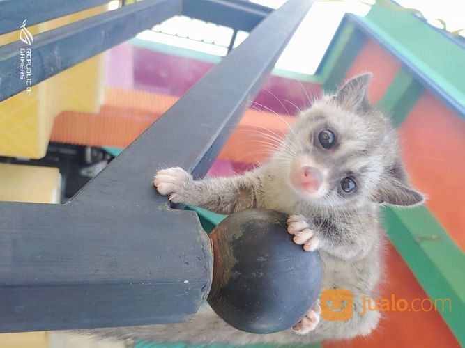 Baby Musang Pandan Low Mozaik