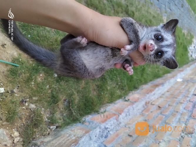 Baby Musang Pandan Low Mozaik