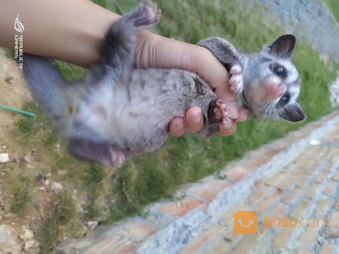 Baby Musang Pandan Low Mozaik