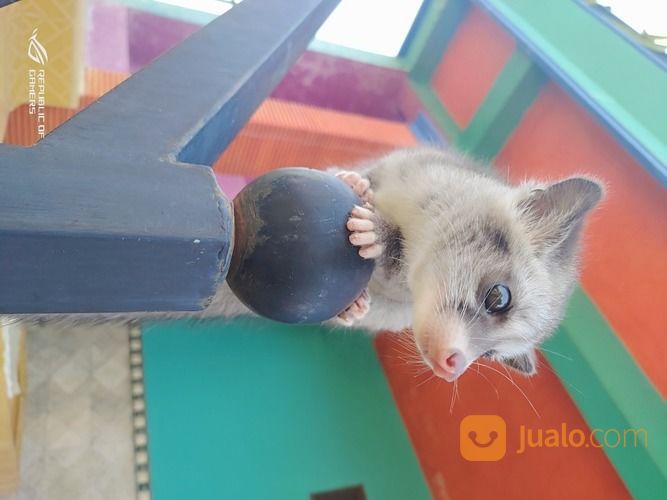 Baby Musang Pandan Low Mozaik