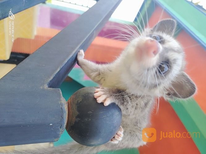 Baby Musang Pandan Low Mozaik