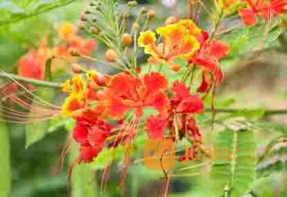 Pohon Kembang Merak Dll 081292127731