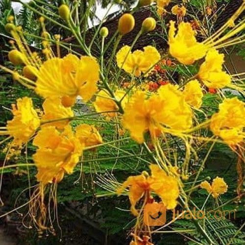 Pohon Kembang Merak Dll 081292127731