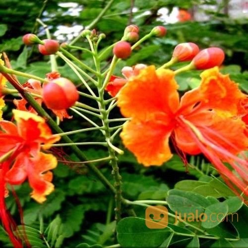 Pohon Kembang Merak Dll 081292127731